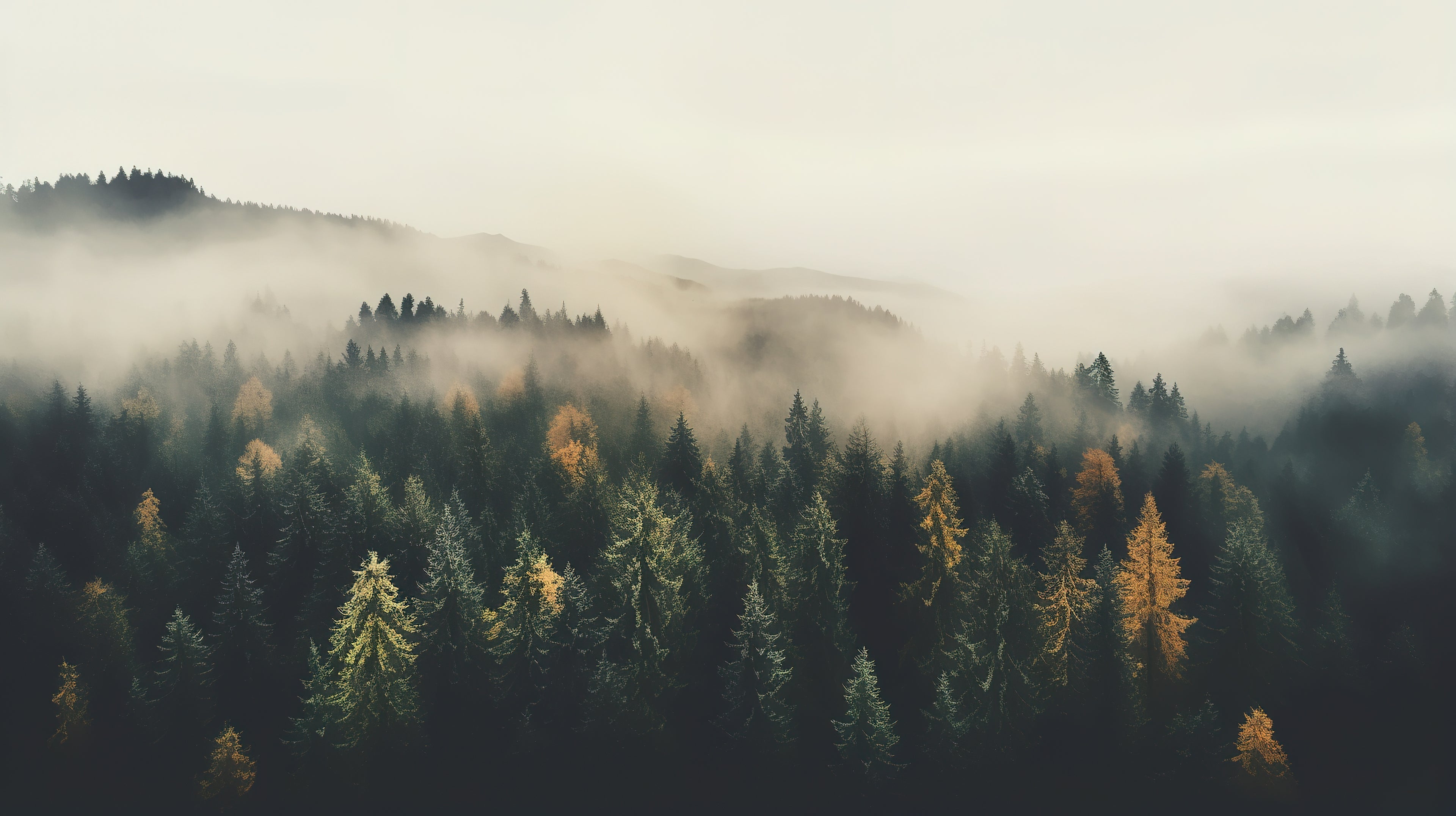 foret brumeuse