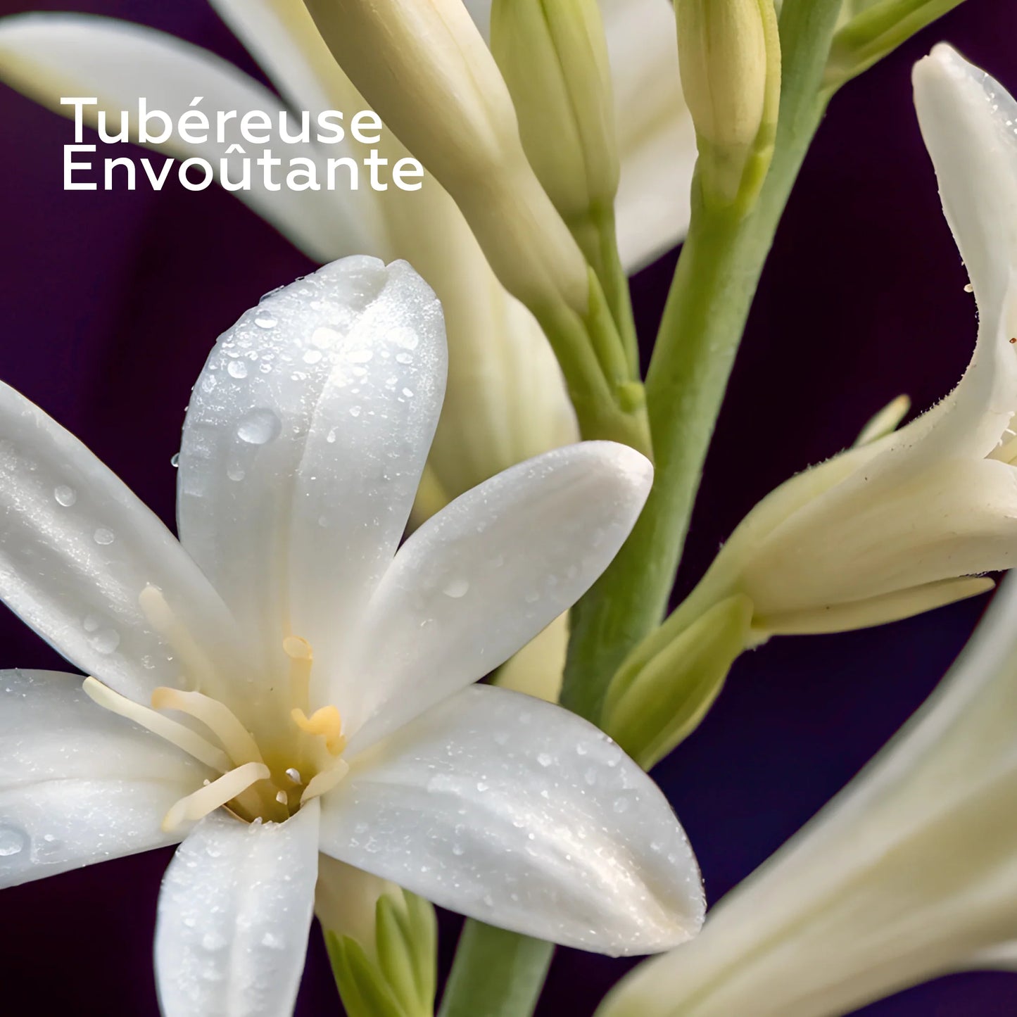 Coffret 3 soins corps Minuit Chéri - BAÏJA