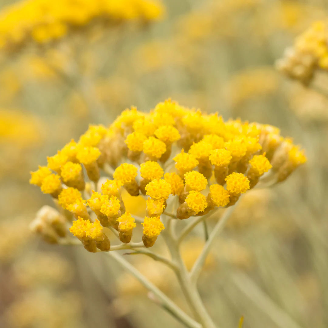 Eau d'immortelle - ODEN